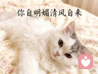 午后的阳光自带温柔滤镜，愿你我都能在这时光里，修炼‘不以物喜，不以己悲’的心境。不为外界喧嚣所扰，不为一时得失纠结，只专注当下的每一刻，让内心如这午后般宁静平和