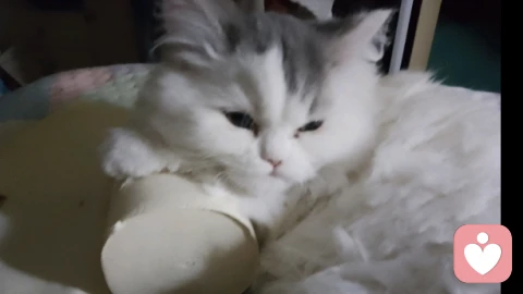 当焦虑依恋者走进咨询室：你在关系里的“索求”，藏着怎样的呼救？