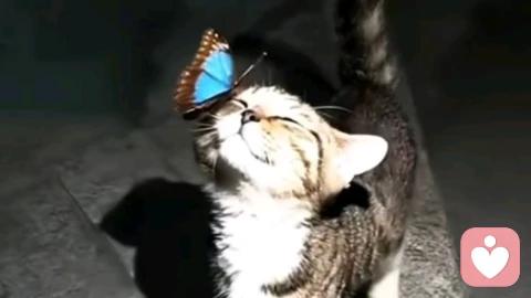 焦虑不是你的敌人：高敏感的人，如何用一只猫找回方向