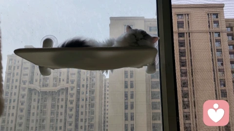 猫咪教会我的事：什么是爱