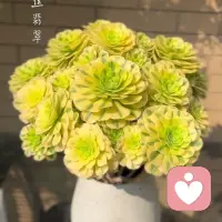 有时候发表的一些言论是在劝慰别人，也是在警醒自己。在生活当中勿失本真，莫忘初心。做最干净纯净的自己。世俗纷扰，不要随波逐流！！配图