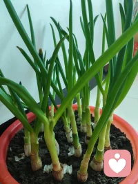 西格蒙德·弗洛伊德：“未被表达的情绪永远不会消失，它们只是被活埋，并将在未来以更丑陋的方式涌现。”