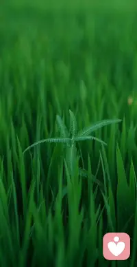 生命的力量大部分来源于静，胎儿在母体要静十个月才会降临于世，麦子从种子入土到金黄硕果，在静与动的动态平衡中渐渐成长，最终静静内敛低头等待被收割，这是生命的完成，人白天思维要思考，甚至睡眠状态梦也来入侵，所以为了得到身体的元气满满，就需要身体和大脑静下来，静下来气才能平稳，平心静气，保持理智，是生命的成长与不断的蜕变，静坐常思己过，闲谈莫论人非。配图