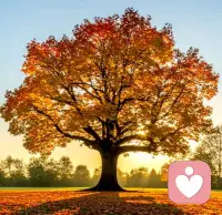 神经崩的太紧，生活就会枯燥无味，偶尔放松一下心情，做事不要求自己做到最好，只要无愧于心！做人踏实认真，胜过巧取捷径。只要心态端正，必然有快乐相随！