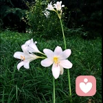 静心❤️的头像