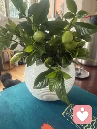 谢谢我亲爱的爸爸，总把女儿说的话挂在耳边，从家里跟我带栀子花下来☺️配图