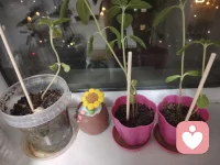 小小向日葵茁壮成长的过程。。🌻配图