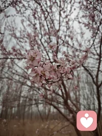 君看今日树头花，不是去年枝上朵。