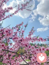 看花是一种享受，美了眼，醉了心，治愈了心情，取悦了自己，把平凡的日子过成自己喜欢的样子，如花在野，温柔热烈。你恰好盛开，我恰好路过，如诗如画的遇见，是最美的意外……