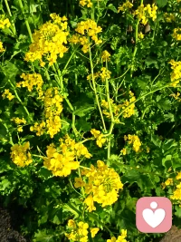 成年人，扛得住风雨，守得住初心，默默努力，终会活成自己的光。