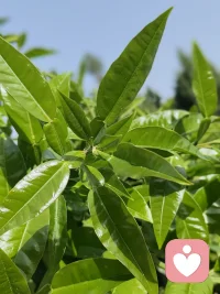 向阳而生，向上生长，生活是自己的，舒心就好。