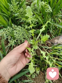 春天的馈赠！今天天气很好，亲爱的有没有好好的去晒晒太阳？有没有轻轻的张开双手感受春风拂过指尖的惬意。去吹吹风，去晒晒太阳，去跑跑步，去流流汗，睡个午觉，吃顿美餐，看一部喜欢看的电影，听一首致喜爱的歌曲，又是一个充实的一天配图