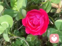 打压你，贬低你，操控你，忽冷忽热，不停的找血包。NPD你遇到了吗配图