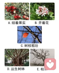 测一测你的性格与现状，请从下面几棵树当中，请凭直觉选出一棵


答案

A
“果实”象征着成功、利益和目的。选择了结着果实的人，对金钱比较看重。你目前会着眼于学业/工作当中，祈求在新的一年里能够学有所成，付出的努力获得回报。

B
选择了开着花的人，有自恋的倾向，对自己的外表相当满意。而且目前心态较好，能够乐观充实地过好每一天。

C
选择了树枝的人，内心比较敏感，很容易受别人的影响。目前内心有努力却没有收获的挫败感，以及事情无能为力的沮丧感。

D
选择了丛生树林的人，比较保守，情绪稳定而淡然。但不喜欢与人交际，容易对他人产生厌倦，喜欢封闭自我，显得比较疏离。

E
你的性格比较悲观，又或者最近遭遇了什么不开心的事，选择了枯木的你内心黯淡，对事情丧失应有的活力与动力，有情绪抑郁的倾向，要多加注意哦。配图