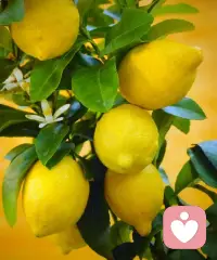 生活有时会给我们一颗酸柠檬。但没关系，我们可以慢慢等，等它变甜, 或者把它画成一枚小太阳。