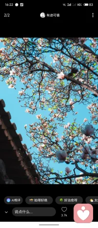 春天的花儿，开放，我们将新生，你的焦虑不安都会散开不见配图