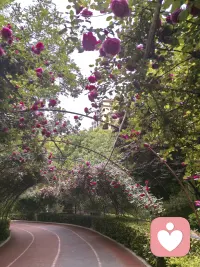就像公园里的花，自顾自地开，不讨好风，不迎合雨。关系里也是一样，好的婚姻、舒服的人际，从来不是捆绑和消耗，而是各自扎根，又彼此映照着生长。