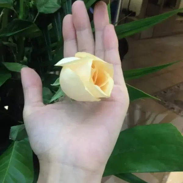 蜕变浪花布偶猫