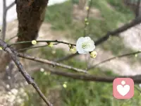 年夜饭的圆桌上，热气腾腾的饭菜刚刚端上来，酒杯里也斟满了祝福。一家人围坐在一起，本该是卸下一年疲惫、享受团圆的时刻。可不知是谁起了头，话题拐了个弯，落在了孩子身上：“听说你家孩子这次期末考了全班第一？真厉害！”“哪里哪里，也就那样，你家闺女钢琴不是刚过了八级嘛！”几句看似随意的寒暄，却像投入平静湖面的石子，激起层层涟漪。孩子的头低下去，父母的笑容僵在嘴角，连满桌的佳肴似乎都失去了几分滋味。

过年，本该是卸下一年的疲惫，回归家庭温暖的时刻。可不知从何时起，孩子成了饭桌上的“展品”，他们的成绩、才艺、学校，都成了可以被量化和比较的指标。这种比较，看似是对孩子的关心，实则是对童年最温柔的暴力。

每个孩子都是一颗独特的种子，有着自己的生长节奏。有的开花早，有的需要更长的等待；有的长成参天大树，有的则绽放成美丽的花朵。用同一把尺子丈量所有的生命，本身就是对生命多样性的亵渎。

比较的背后，是成人世界的焦虑投射。我们把对未来的不确定，转化为对孩子“优秀”的执念。可我们忘了，童年不是为成年做准备的训练场，它本身就是一段完整而珍贵的生命历程。那些被比较压得喘不过气的孩子，正在失去童年最宝贵的财富——无条件的接纳和自由生长的空间。

更值得反思的是，这种比较究竟满足了谁的需求？是孩子真正的成长需要，还是成人间的面子竞争？当我们把孩子当成攀比的筹码，我们正在教会他们：你的价值取决于你比别人强多少。这种扭曲的价值感，会成为他们一生的枷锁。

真正的年味，不是炫耀和攀比，而是包容和理解。是无论孩子考了多少分，获得了什么奖，都能在年夜饭桌上感受到的无条件接纳。这种接纳，比任何成绩单都更能滋养一个生命的成长。

今年的年夜饭，让我们放下比较的冲动。不去问“考了多少分”，而是问“在学校有什么开心的事”；不去说“谁谁家孩子怎么样”，而是说“你这么努力，真棒！”让每个孩子都能在年夜饭的香气中，感受到自己是被完整接纳的，不是因为优秀，仅仅因为他是他。

当我们停止比较，才能真正看见孩子——看见他们的努力而非分数，看见他们的善良而非才艺，看见他们作为独立生命的完整与美好。这样的看见，才是过年给孩子最好的礼物。

年味是年夜饭的香气，是长辈慈爱的目光，是兄弟姐妹的嬉闹，是午夜钟声里的祝福。别让比较的尘埃，蒙蔽了这些最珍贵的东西。在这个最该温暖的夜晚，让我们用理解和接纳，守护每一个正在生长的生命。

愿配图