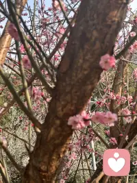 年夜饭的圆桌上，热气腾腾的饭菜刚刚端上来，酒杯里也斟满了祝福。一家人围坐在一起，本该是卸下一年疲惫、享受团圆的时刻。可不知是谁起了头，话题拐了个弯，落在了孩子身上：“听说你家孩子这次期末考了全班第一？真厉害！”“哪里哪里，也就那样，你家闺女钢琴不是刚过了八级嘛！”几句看似随意的寒暄，却像投入平静湖面的石子，激起层层涟漪。孩子的头低下去，父母的笑容僵在嘴角，连满桌的佳肴似乎都失去了几分滋味。

过年，本该是卸下一年的疲惫，回归家庭温暖的时刻。可不知从何时起，孩子成了饭桌上的“展品”，他们的成绩、才艺、学校，都成了可以被量化和比较的指标。这种比较，看似是对孩子的关心，实则是对童年最温柔的暴力。

每个孩子都是一颗独特的种子，有着自己的生长节奏。有的开花早，有的需要更长的等待；有的长成参天大树，有的则绽放成美丽的花朵。用同一把尺子丈量所有的生命，本身就是对生命多样性的亵渎。

比较的背后，是成人世界的焦虑投射。我们把对未来的不确定，转化为对孩子“优秀”的执念。可我们忘了，童年不是为成年做准备的训练场，它本身就是一段完整而珍贵的生命历程。那些被比较压得喘不过气的孩子，正在失去童年最宝贵的财富——无条件的接纳和自由生长的空间。

更值得反思的是，这种比较究竟满足了谁的需求？是孩子真正的成长需要，还是成人间的面子竞争？当我们把孩子当成攀比的筹码，我们正在教会他们：你的价值取决于你比别人强多少。这种扭曲的价值感，会成为他们一生的枷锁。

真正的年味，不是炫耀和攀比，而是包容和理解。是无论孩子考了多少分，获得了什么奖，都能在年夜饭桌上感受到的无条件接纳。这种接纳，比任何成绩单都更能滋养一个生命的成长。

今年的年夜饭，让我们放下比较的冲动。不去问“考了多少分”，而是问“在学校有什么开心的事”；不去说“谁谁家孩子怎么样”，而是说“你这么努力，真棒！”让每个孩子都能在年夜饭的香气中，感受到自己是被完整接纳的，不是因为优秀，仅仅因为他是他。

当我们停止比较，才能真正看见孩子——看见他们的努力而非分数，看见他们的善良而非才艺，看见他们作为独立生命的完整与美好。这样的看见，才是过年给孩子最好的礼物。

年味是年夜饭的香气，是长辈慈爱的目光，是兄弟姐妹的嬉闹，是午夜钟声里的祝福。别让比较的尘埃，蒙蔽了这些最珍贵的东西。在这个最该温暖的夜晚，让我们用理解和接纳，守护每一个正在生长的生命。

愿配图