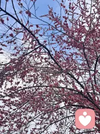 年夜饭的圆桌上，热气腾腾的饭菜刚刚端上来，酒杯里也斟满了祝福。一家人围坐在一起，本该是卸下一年疲惫、享受团圆的时刻。可不知是谁起了头，话题拐了个弯，落在了孩子身上：“听说你家孩子这次期末考了全班第一？真厉害！”“哪里哪里，也就那样，你家闺女钢琴不是刚过了八级嘛！”几句看似随意的寒暄，却像投入平静湖面的石子，激起层层涟漪。孩子的头低下去，父母的笑容僵在嘴角，连满桌的佳肴似乎都失去了几分滋味。

过年，本该是卸下一年的疲惫，回归家庭温暖的时刻。可不知从何时起，孩子成了饭桌上的“展品”，他们的成绩、才艺、学校，都成了可以被量化和比较的指标。这种比较，看似是对孩子的关心，实则是对童年最温柔的暴力。

每个孩子都是一颗独特的种子，有着自己的生长节奏。有的开花早，有的需要更长的等待；有的长成参天大树，有的则绽放成美丽的花朵。用同一把尺子丈量所有的生命，本身就是对生命多样性的亵渎。

比较的背后，是成人世界的焦虑投射。我们把对未来的不确定，转化为对孩子“优秀”的执念。可我们忘了，童年不是为成年做准备的训练场，它本身就是一段完整而珍贵的生命历程。那些被比较压得喘不过气的孩子，正在失去童年最宝贵的财富——无条件的接纳和自由生长的空间。

更值得反思的是，这种比较究竟满足了谁的需求？是孩子真正的成长需要，还是成人间的面子竞争？当我们把孩子当成攀比的筹码，我们正在教会他们：你的价值取决于你比别人强多少。这种扭曲的价值感，会成为他们一生的枷锁。

真正的年味，不是炫耀和攀比，而是包容和理解。是无论孩子考了多少分，获得了什么奖，都能在年夜饭桌上感受到的无条件接纳。这种接纳，比任何成绩单都更能滋养一个生命的成长。

今年的年夜饭，让我们放下比较的冲动。不去问“考了多少分”，而是问“在学校有什么开心的事”；不去说“谁谁家孩子怎么样”，而是说“你这么努力，真棒！”让每个孩子都能在年夜饭的香气中，感受到自己是被完整接纳的，不是因为优秀，仅仅因为他是他。

当我们停止比较，才能真正看见孩子——看见他们的努力而非分数，看见他们的善良而非才艺，看见他们作为独立生命的完整与美好。这样的看见，才是过年给孩子最好的礼物。

年味是年夜饭的香气，是长辈慈爱的目光，是兄弟姐妹的嬉闹，是午夜钟声里的祝福。别让比较的尘埃，蒙蔽了这些最珍贵的东西。在这个最该温暖的夜晚，让我们用理解和接纳，守护每一个正在生长的生命。

愿配图