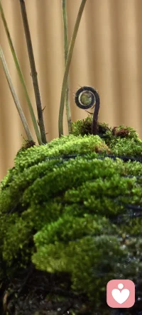 每个生命的情绪能量都需有人承接，内在方能安宁！