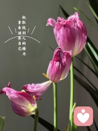 [太阳]有一种成长叫力量内收[太阳]

    今天被陆姐的分享暖到了🥰

    陪伴她半年，今天她特别开心地跟我说：“亲爱的，今年过年我终于可以跟亲戚朋友说不啦！以前每到过年就要在家张罗各种饭局，真的累坏了。今年我直接跟大家说身体不太舒服，咱们改到初五一起去饭店吃，又省心又省时又省力！”

    说完她眼睛亮亮地看着我：“你知道吗？虽然说完的那一刻心里还有点忐忑，毕竟我一直都特别在意别人是不是喜欢我、认可我。但这次，我终于为自己说出真心话了！而且大家居然都理解支持，还说感觉我变了，不再是那个一味讨好别人的我了！”

     听着她分享，我也好为她开心呀！🌟

     从一个习惯把力量交给别人、总是委屈自己讨好他人的状态，到现在学会为自己发声、懂得照顾自己的感受。这半年的情绪疗愈之旅，见证着她一点点把力量收回到自己手中。

      为陆姐的成长点赞！也为自己能陪伴这样的成长而感恩✨

 #学会对自己温柔 #情绪疗愈的力量
​