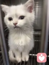 昨晚捡到一只小小猫，一直跟着我，于是立即送到宠物医院检查，有猫瘟和冠状病毒，需要治疗几天！希望它能快快好起来，然后带它回家！