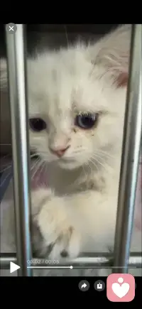 昨晚捡到一只小小猫，一直跟着我，于是立即送到宠物医院检查，有猫瘟和冠状病毒，需要治疗几天！希望它能快快好起来，然后带它回家！