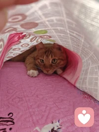 愿以微光暖你寒凉，以温柔抚你心伤。
岁月漫长，不必匆忙，我会陪你慢慢愈合，慢慢向阳。
愿你历经风雨，依旧被温柔守护，眼里有光，心中无恙。配图