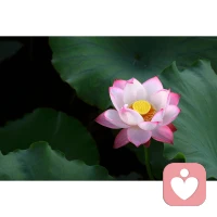 睡前原谅一切，醒来不问过往。配图