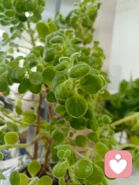 看到生命力顽强的时候，自己也会脆弱配图