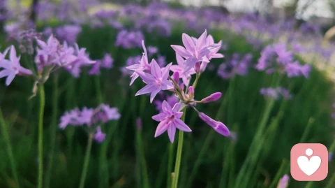 同样是沦陷情人关系