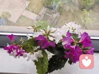 没有横空出世的运气，只有日复一日的努力。努力，不是一时兴起，而是细水长流；成功，不是偶然幸运，而是厚积薄发。配图