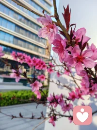 🌴害怕破坏关系和谐，所以总是咽下委屈，选择妥协？但被压抑的情绪不会消失，它们可能在身体里积聚成病痛（如胃痛、头痛），或最终以一次不受控的大爆发释放。
🌴健康的愤怒是边界的守护者，学习以不伤害关系的方式表达它，是关键。配图