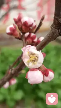 语言是窗（或者是墙、是枪）
你的话像是对我的审判，
我仿佛见弃于人，备受责难，
在离开以前，我想问，
这真的是你的意思吗？
在我愤然自我辩护前，
在我带着痛苦或恐惧斥责前，
在我用言语筑起心墙前，
请告诉我，我真的听见你了吗？
语言是窗，或者是墙，
它审判我们，或令我们自由，
当我说话、当我聆听，
请让爱的光芒经由我闪耀。
我心里有话要说，
那些话对我意义非凡，
如果言语无法传递我的心声，
请你帮我获得自由，好吗？
如果你认为我想责难你，
如果你感到我不在乎你，
请尝试透过我的语言，
聆听我们共有的情感。
——鲁斯·贝本梅尔
这首诗传达了我的心声！我愿意听见你的心声！并和你一起面对人生风风雨雨！我在这里等你！配图