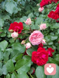 好好吃饭、好好喝水、好好睡觉、好好工作、好好说话、好好娱乐！就不枉每天！岁月静好，就是这么简单！晚安！配图