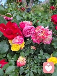 非暴力沟通帮助我们重新构建表达自己和聆听他人的方式，使我们的言语不再只是出于习惯的自动化反应，而是牢固地建立在觉察感受和需要的基础上，做出有意识的回应。配图