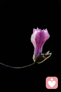 不被负面情绪裹挟，允许一切自然发生，允许一切如其是。。。配图