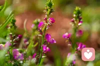 无论这个世界对自己是否善意，都请保留自己的一份本真，允许别人不爱你，允许自己不完美，允许一切事于愿违。。。配图