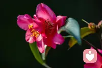 心脉受损了吗？
先把自己当植物养，
好好吃饭，好好睡觉，静静扎根，先活下来。

等缓过来，
再做回动物，
想哭就哭，顺从本能，释放情绪。

最后，
再重新做回人，
清醒、独立、有力量，好好爱自己。

一步一步来，你会慢慢好起来的。配图