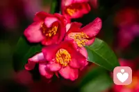 心脉受损了吗？
先把自己当植物养，
好好吃饭，好好睡觉，静静扎根，先活下来。

等缓过来，
再做回动物，
想哭就哭，顺从本能，释放情绪。

最后，
再重新做回人，
清醒、独立、有力量，好好爱自己。

一步一步来，你会慢慢好起来的。配图