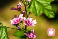 满怀期待和热爱，永远是对生活最好的交代，别因为小事闷闷不乐，心宽便会百事从欢；笑对人生，美好发生，希望你快乐，今天，明天，每天！