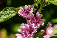 满怀期待和热爱，永远是对生活最好的交代，别因为小事闷闷不乐，心宽便会百事从欢；笑对人生，美好发生，希望你快乐，今天，明天，每天！