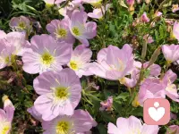 别再逼自己懂事，别再为别人委屈，从今天起，把自己的感受排在第一位，吃想吃的饭，做喜欢做的事，你的开心比什么都重要。配图