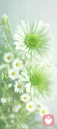 每个人的花期不一样，允许自己是一朵晚开的花。不慌不忙，不比较，不焦虑，按自己的节奏🎶慢慢绽放。配图