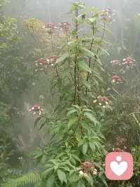 人这一生，其实都在慢慢和自己和解。
不必强迫自己时刻乐观，允许低落、允许脆弱、允许暂时做不到。
情绪没有对错，接纳它，就是治愈的开始。
好好照顾内心那个敏感又认真的自己，你已经很棒了。🌿配图