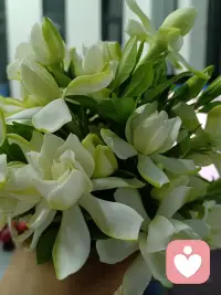 5.20倒计时，不必等别人的浪漫，一束栀子花，取悦自己，便是最好的520配图
