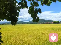泥潭并不可怕，重要的是泥潭带给您什么，如果这个泥潭并没有让您在以前的基础上认知，心性，毅力拔高几个纬度，那个这个泥潭就是白去了。配图