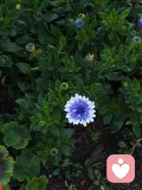 愿力是在正道的前提下，发宏愿，大愿，八方神明来助，所以无论发生什么，心都是静的，定的。

心不静，万事难成。

——心悦配图